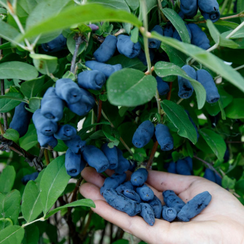 Гигант Севера